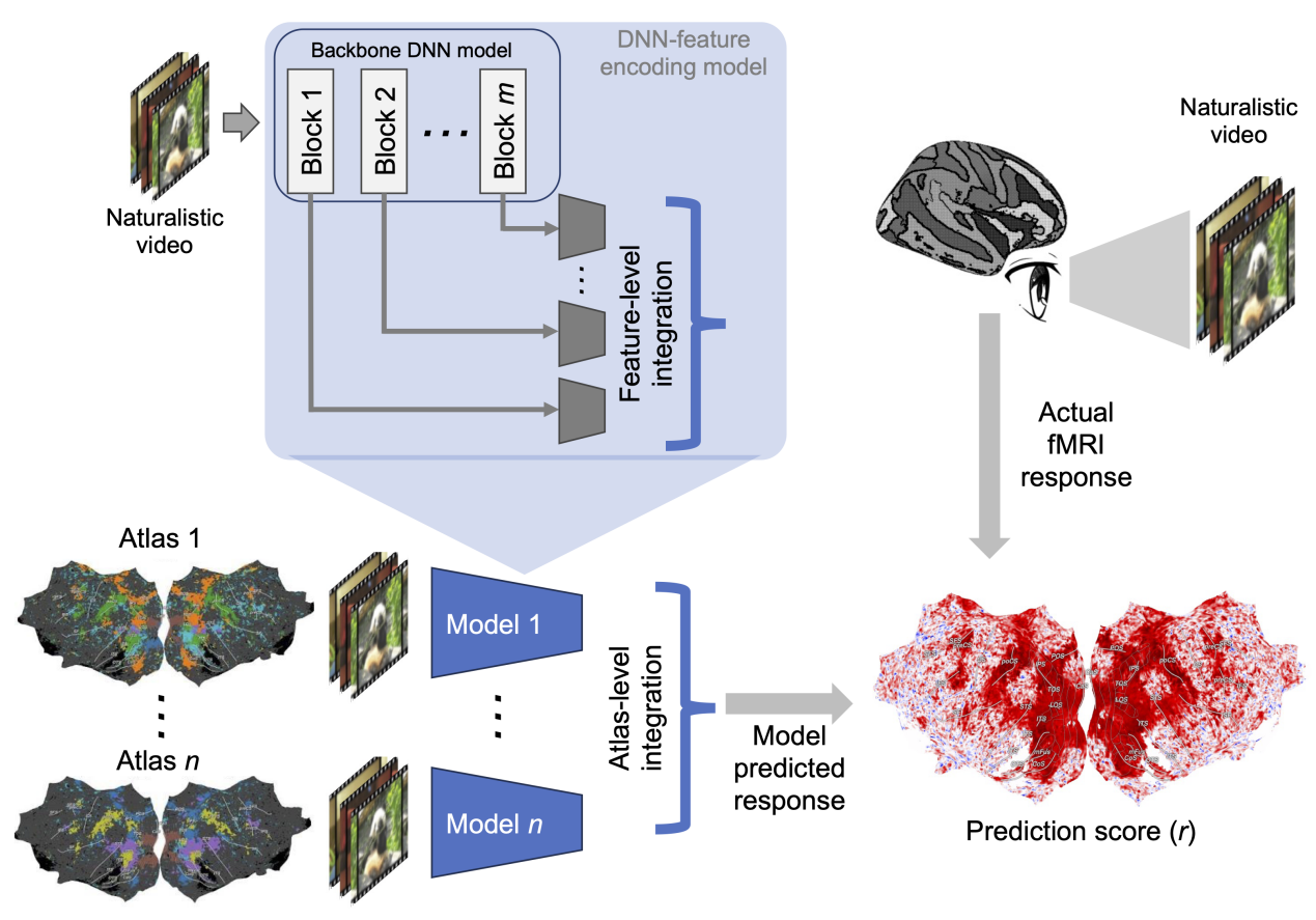 生医工学院李远宁课题组开发新的基于AI集成学习的视觉神经编码模型